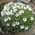 ANDROSACE PUBESCENS seed image