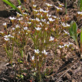 ANDROSACE SEPTENTRIONALIS seed image