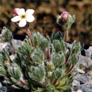 ANDROSACE STRIGILLOSA seed image