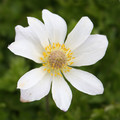 ANEMONE BALDENSIS seed image