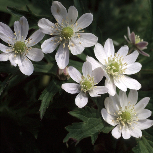 ANEMONE BARBULATA seed image