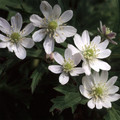 ANEMONE BARBULATA seed image