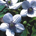 ANEMONE LEVEILLEI seed image