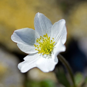 ANEMONE LITHOPHILA seed image