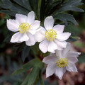 ANEMONE NARCISSIFLORA seed image