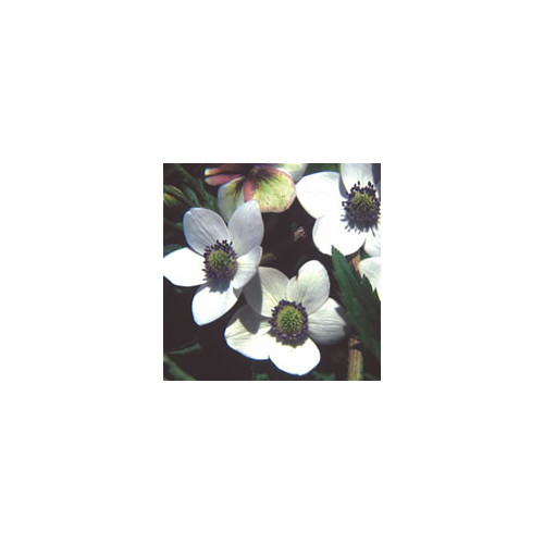 ANEMONE RIVULARIS seed image