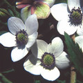 ANEMONE RIVULARIS seed image