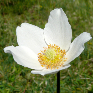 ANEMONE SYLVESTRIS seed image
