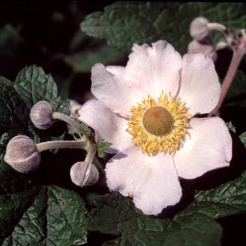 ANEMONE TOMENTOSA seed image