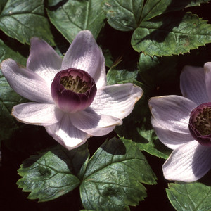 ANEMONOPSIS MACROPHYLLA seed image