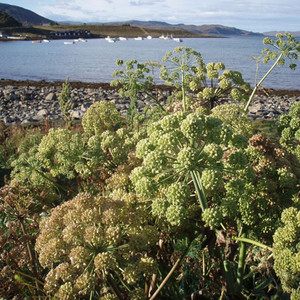 ANGELICA ARCHANGELICA seed image