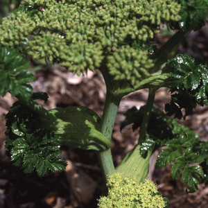 ANGELICA PACHYCARPA seed image