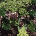 ANGELICA PACHYCARPA seed image
