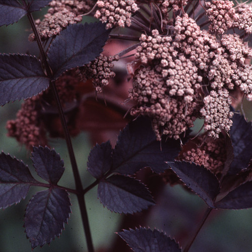 ANGELICA SYLVESTRIS EBONY seed image