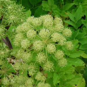 ANGELICA TAIWANIANA seed image