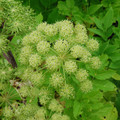 ANGELICA TAIWANIANA seed image