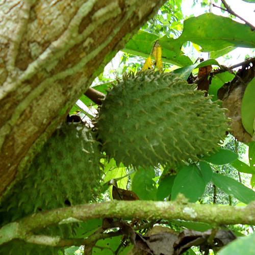 ANNONA MURICATA SEEDS (Brazilian pawpaw, Soursop, Prickly ...