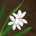 ANOMATHECA LAXA ALBA (FREESIA/LAPEIROUSIA) seed image