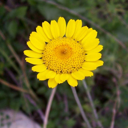 ANTHEMIS TINCTORIA seed image
