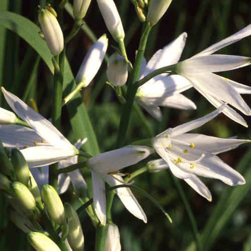 ANTHERICUM LILIAGO seed image