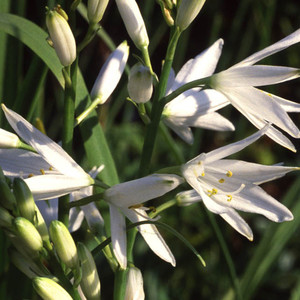 ANTHERICUM LILIAGO seed image