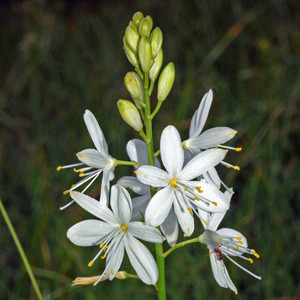 ANTHERICUM RAMOSUM seed image