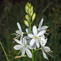 ANTHERICUM RAMOSUM seed image