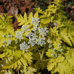 ANTHRISCUS SYLVESTRIS 'GOLDEN FLEECE' seed image