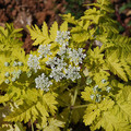 ANTHRISCUS SYLVESTRIS 'GOLDEN FLEECE' seed image