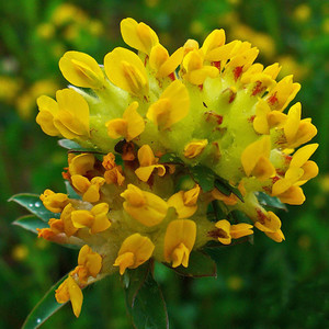 ANTHYLLIS VULNERARIA seed image