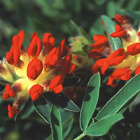 ANTHYLLIS VULNERARIA COCCINEA seed image