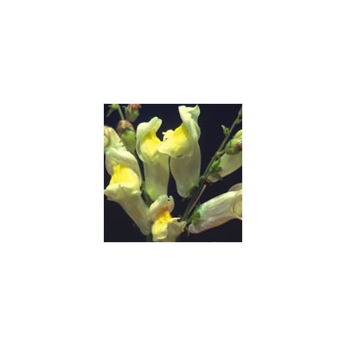 ANTIRRHINUM BRAUN-BLANQUETII seed image