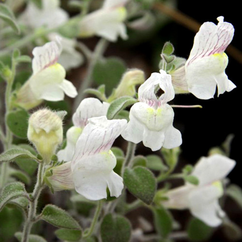 ANTIRRHINUM MOLLE seed image