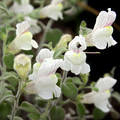 ANTIRRHINUM MOLLE seed image