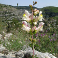 ANTIRRHINUM SICULUM seed image