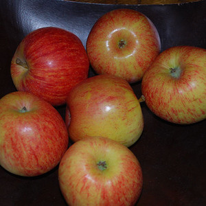APPLE GALA seed image