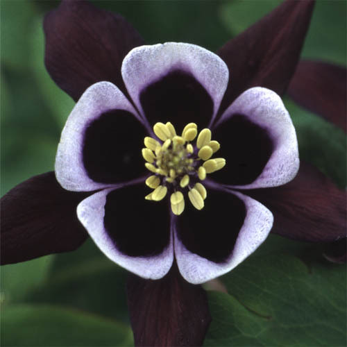 AQUILEGIA 'WILLIAM GUINESS' (VULGARIS) seed image