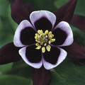 AQUILEGIA 'WILLIAM GUINESS' (VULGARIS) seed image