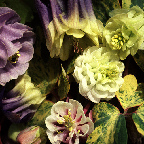 AQUILEGIA VULGARIS 'ALCHEMIST'S GOLD' seed image