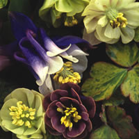 AQUILEGIA VULGARIS 'ALCHEMIST'S MIX' seed image