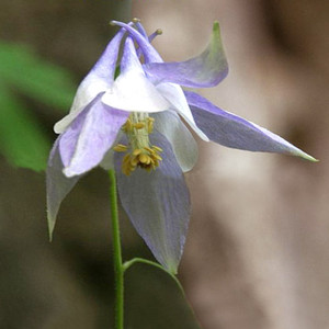 AQUILEGIA AMALIAE seed image