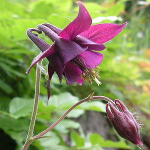 AQUILEGIA ATRATA seed image