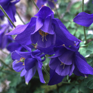 AQUILEGIA BERTOLONII seed image