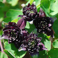 AQUILEGIA VULGARIS 'BLACK BARLOW' seed image