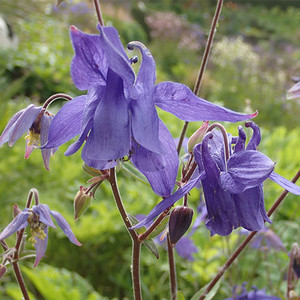 AQUILEGIA VULGARIS 'BLUE FLAMINGO' seed image