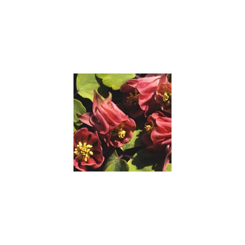 AQUILEGIA VULGARIS 'BURNISHED ROSE' seed image