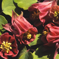 AQUILEGIA VULGARIS 'BURNISHED ROSE' seed image