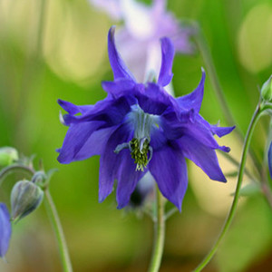 AQUILEGIA CLEMATIFLORA BLUE seed image