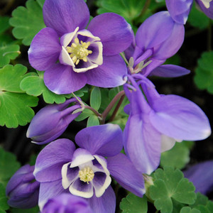 AQUILEGIA DISCOLOR seed image