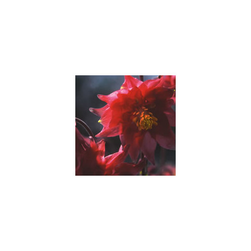 Aquilegia 'firewheel'